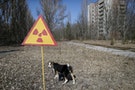 【切爾諾貝爾核災難30周年】怕輻射不如先補腦