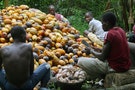 - PHOTO TAKEN 17DEC05 - Ivorian farmers break cocoa nuts in Agboville, about 80 km (50 miles) from A..