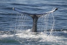 Whales 當一頭鯨魚殞落，其屍體將成為深海綠洲。成為許多生物賴以維生的食物與養分，變換成「深海食物的來源」之一，供養着海洋生態整套生命系統，生物學家將這個過程稱為──「鯨落（Whale Fall）」