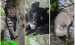 【世界動物日系列】石虎、台灣黑熊、歐亞水獺，台灣動物原住民你們好嗎？