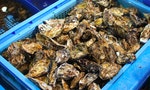 破解身世之謎！葡萄牙牡蠣是台灣蚵仔「飄洋」過去的
