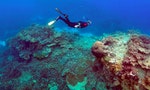 大堡礁北部珊瑚死了快70%  科學家：根本是被煮熟了