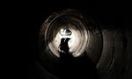 【影片】新西蘭建「企鵝隧道」 助企鵝安全過馬路