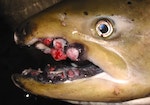 鮭魚-感染-腫塊