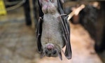 全球首例！臺南蝙蝠驗出新型「麗沙病毒」，跟狂犬病毒是近親