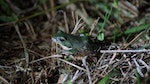 (14)台北樹蛙在草地上