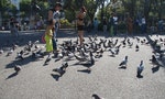 巴塞隆拿議會決議「餵鴿子避孕藥」 150動保團體大肆慶祝