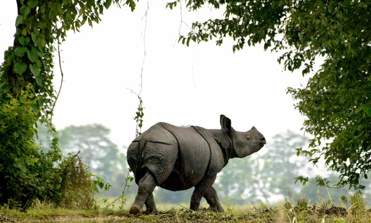 New Threats Emerge as Rhino Numbers Recover