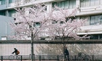 東京櫻花記：在遇見過一次滿開的櫻花後，你一定會明白這種感受的