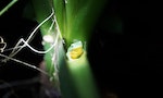 (12)台北樹蛙在姑婆芋的新生葉上