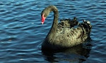 black swans 黑天鵝