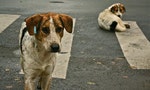 Chinese College Poisons Stray Dogs; No Law to Protect Them 