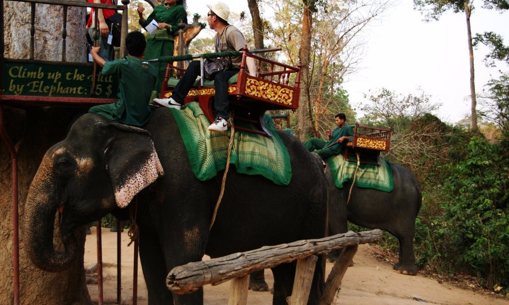 在東南亞國家觀光、騎大象的背後，充滿著展演動物們的悲歌