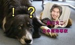 巧遇「日本訓練狗狗寶典」，領養新手七天創造奇蹟
