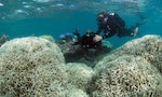 綿延2300公里的大堡礁高達9成已白化！搶救要10年超過2千億