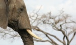 Hong Kong Proposes Ban on Ivory Trade by 2021