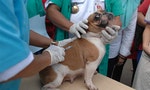 Taiwan's First Animal Blood Transfusion Center Patching Things Up?