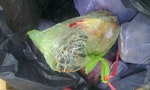 澎湖漁民肢解綠蠵龜 消防員每隻3000元買來吃