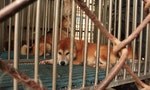 Taiwan SPCA 台灣防止虐待動物協會 柴犬