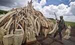The Dark Truth About China's Ivory 'Ban' 