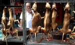 中國廣西玉林狗肉節開市 好萊塢眾星合拍短片抵制