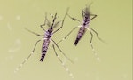 Global Zika Threat Stimulates Dengue Prevention in Taiwan
