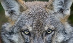 毛茸茸的馴化謎題：危險的肉食動物「狼」真的會演化成狗嗎？