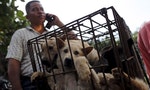 Yulin Dog Festival: Western Criticism vs. Local Patriotism