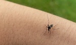 坊間避之唯恐不及的「敵避DEET」，其實比任何宣稱天然的防蚊液都還要有效
