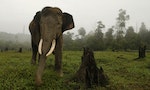 歐盟研放寬象牙貿易禁令　引動保界及非洲多國反對