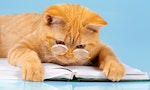 Cat with glasses lying on the datebook