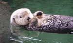 海獺  Sea otters