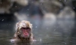 japan-monkey-bath