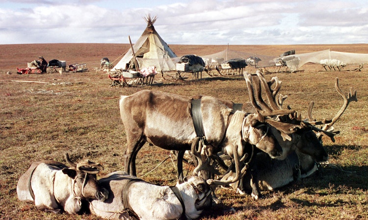 75年後捲土重來：高溫溶化凍土釋出炭疽桿菌，西伯利亞2300頭鹿死亡