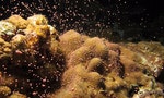 小心你的防曬油，成了把珊瑚變「殭屍」的元凶