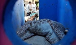長頸鹿「宵久」意外死亡，除了抨擊動物園，我們還能做些什麼避免憾事再發生？