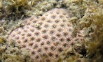 人為開發破壞棲地 二台灣特有種珊瑚瀕臨絕種
