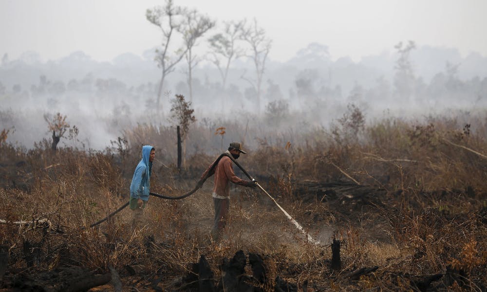 韓國公司焚燒印尼雨林，3萬公頃棲地變棕櫚園
