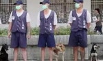 Taiwan Prison Dog Training Helps Inmates Stay Away from Crime