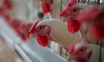 盲雞的存活率和產蛋量都比較高，如果你是業者會把雞戳瞎嗎？