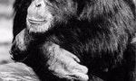 細聲討好、工於心計、建立關係：你所不知道的「黑猩猩政治學」