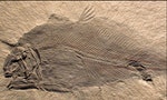 腔棘魚 Allenypterus montanus fossil fish (Bear Gulch Limestone, Upper Mississippian; Potter Creek Dome, southeastern Fergus County, central Montana, USA)