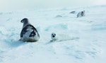 風雪中的海豹母子親情讓人動容_1