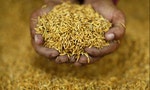泰國稻米豐收，為何農民仍要吃愁眉飯、軍政府要出手補助？