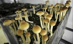 Fungus Among Us: The History of Mushrooms in Taiwan