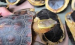 野保法重要判決：走私食蛇龜重判七年，保護原生龜露曙光