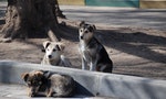 Stray_dogs-pups