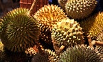 durian 榴槤