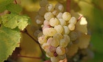 640px-Riesling_grapes_leaves