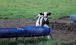 農委會推台版「青年打工度假」：養乳牛、管茶園的月薪上看4萬